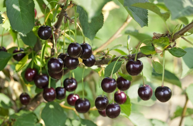 Prunus cerasus 'Morellenfeuer', Sauerkirsche, 40 cm Stammhöhe, rot
