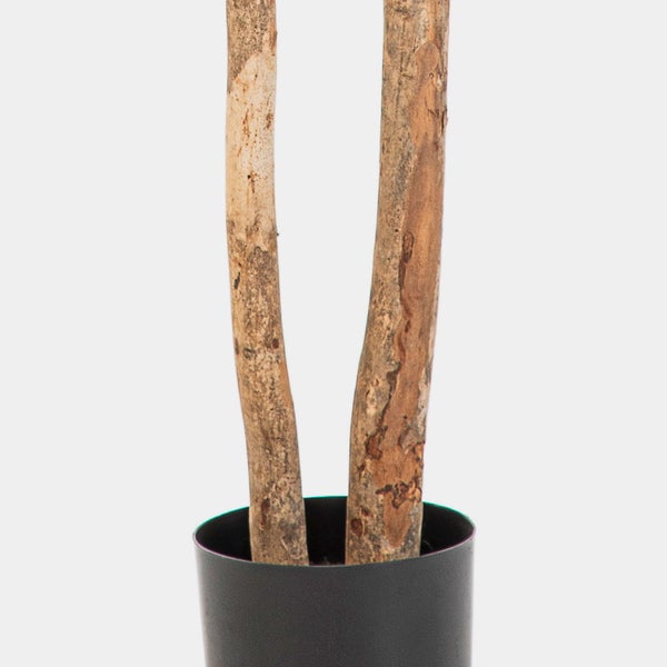 Nahaufnahme von zwei naturbelassenen Holzstämmen in einem schlichten schwarzen Kunststofftopf.