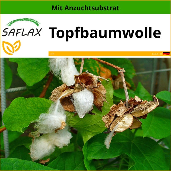 SAFLAX  - Topfbaumwolle - Gossypium herbaceum - 12 Samen - Mit keimfreiem Anzuchtsubstrat