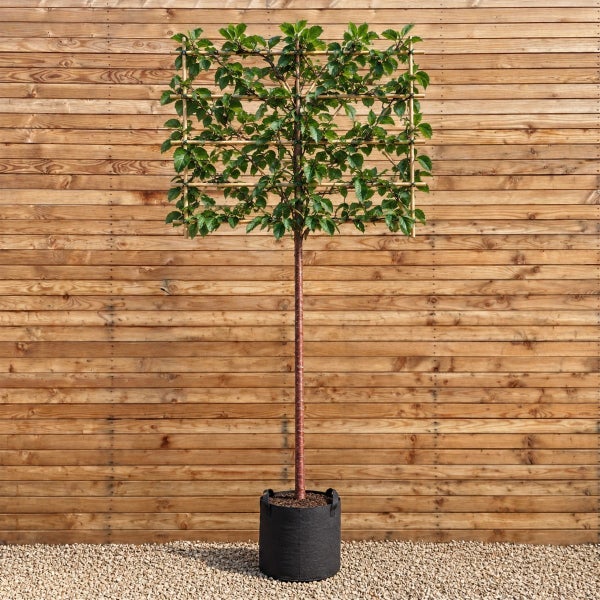 Spalierbaum mit quadratischer Form auf Holzpflanzgestell in einem Pflanzsack vor einer Holzwand