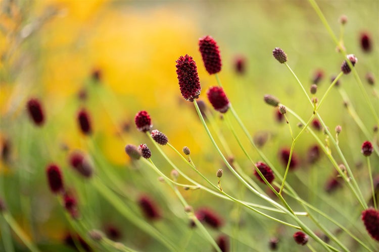 Sanguisorba officinalis 'Red Thunder', Wiesenknopf, rot, ca. 9x9 cm Topf