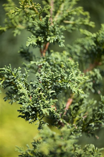 Chamaecyparis obtusa 'Lycopodioides', Muschelzypresse, 20–25 cm