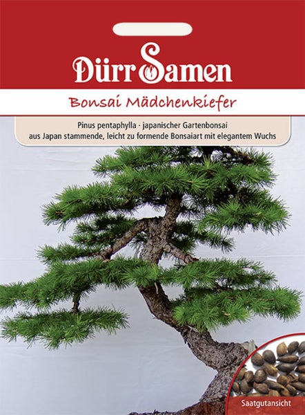 Bonsai-Samen Mädchen-Kiefer elegant und leicht zu formen von Dürr Samen