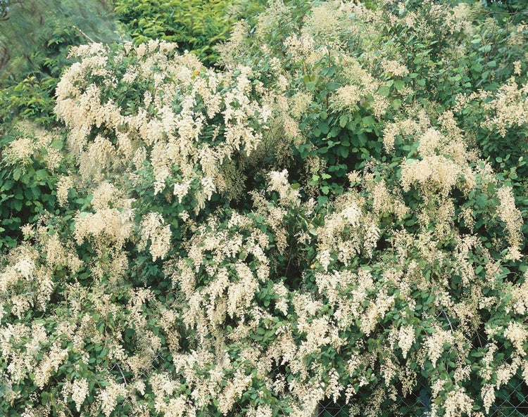 Schaumspiere Holodiscus discolor mit vielen cremeweißen Blütenrispen und grünen Blättern im Garten.
