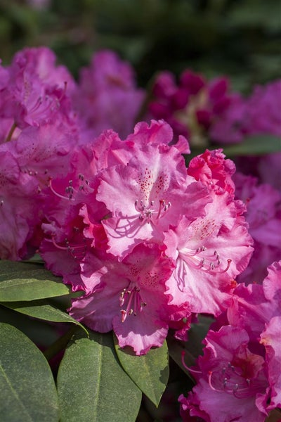 Rhododendron Hybr. 'Germania', Rhododendron, rosa, 40–50 cm