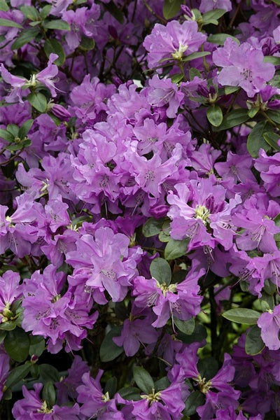 Rhododendron 'Praecox', frühblühend, lila, 20–25 cm