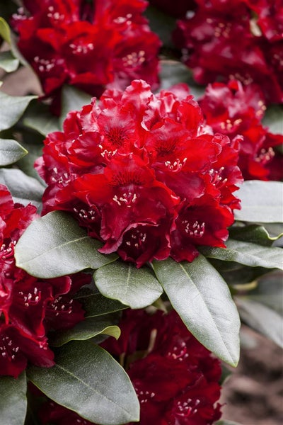 Rhododendron Hybr. 'Cherry Kiss', Rhododendron, rot, 30–40 cm