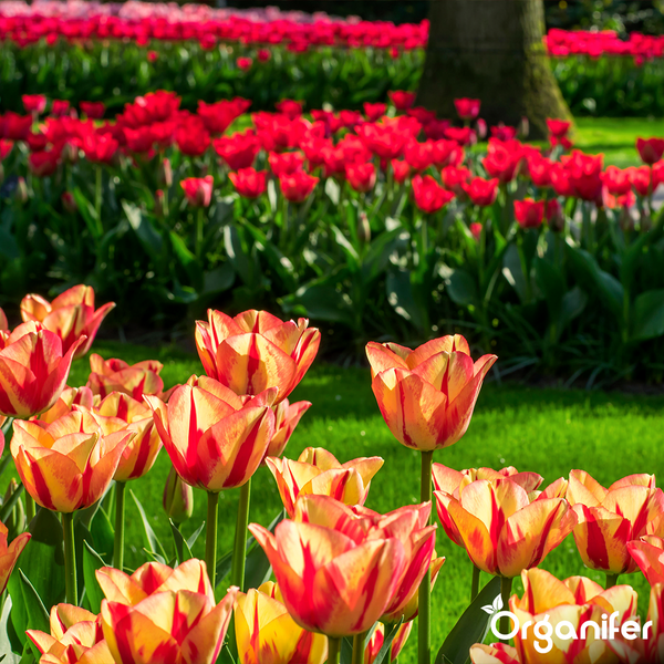 Blühendes Tulpenbeet mit orange-gelben Blüten im Vordergrund und einem Feld aus roten Tulpen im Hintergrund in einem Garten.