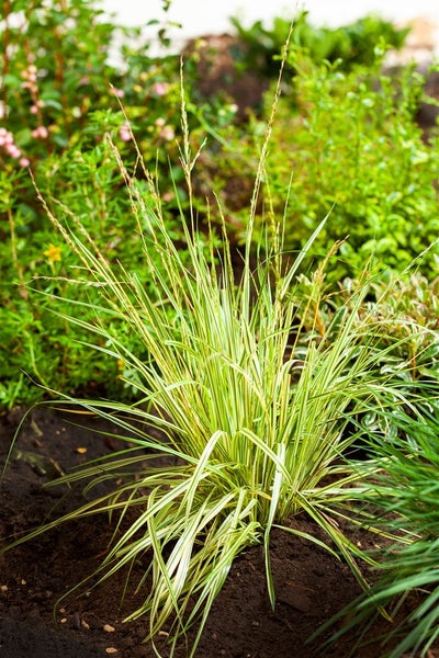 Molinia caerulea 'Variegata', Moorgras, gestreift, ca. 9x9 cm Topf