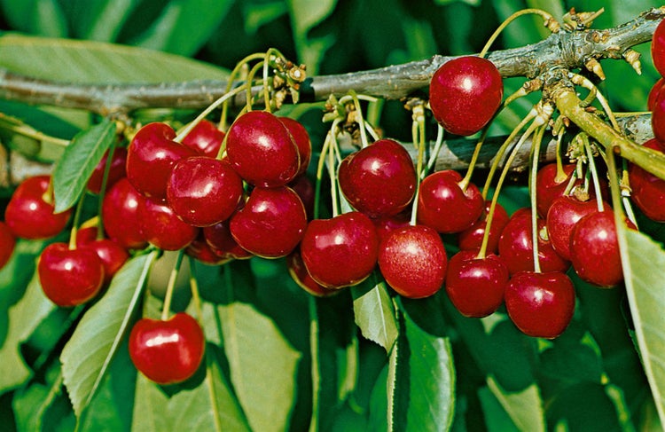 Prunus avium 'Lapins', Süßkirsche, selbstfruchtend, 150–200 cm