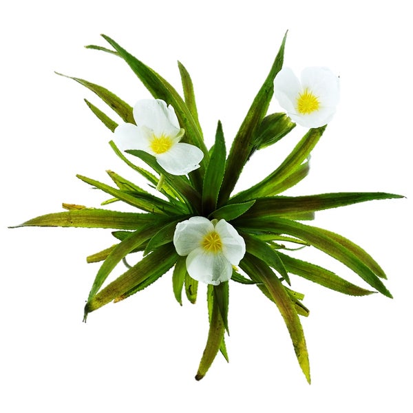 Krebsschere Stratiotes aloides mit drei weißen Blüten für den Gartenteich.