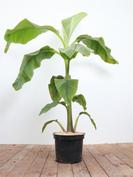 Bananenstaude Musa in einem Pflanztopf als Zimmerpflanze.