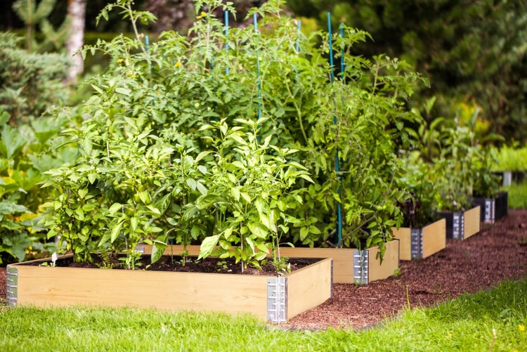 Reihe von Hochbeeten mit Pflanzen im Garten
