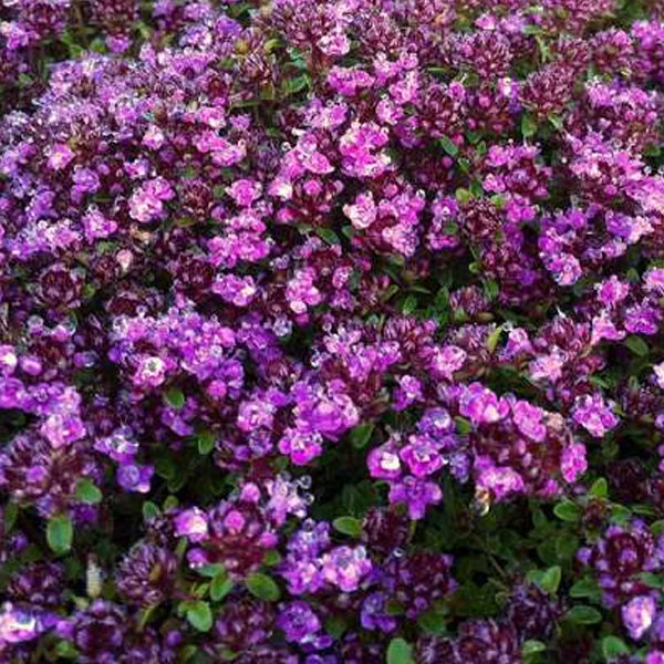Nahaufnahme von kriechendem Quendel mit Blüten