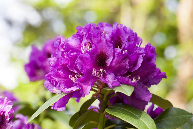 Rhododendron Hybr. 'Rasputin', INKARHO, dunkelviolett, 30–40 cm