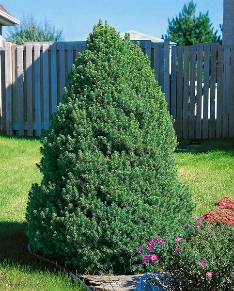 Picea glauca 'Conica', Zuckerhutfichte, kompakt, 40–50 cm