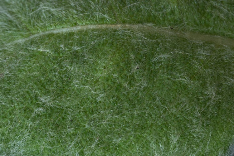 Salvia argentea, Silber-Salbei, ca. 9x9 cm Topf, silbrig-grau