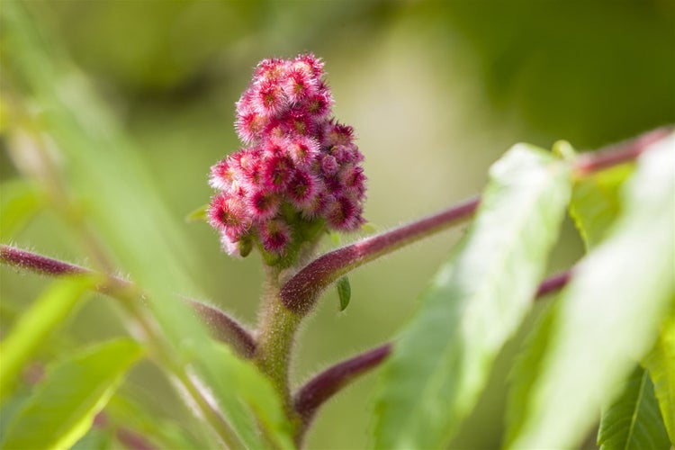 Blütenstand des Essigbaums im Detail
