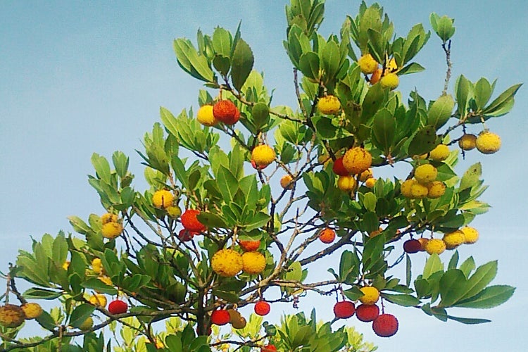 SAFLAX  - Erdbeerbaum - Arbutus unedo - 50 Samen