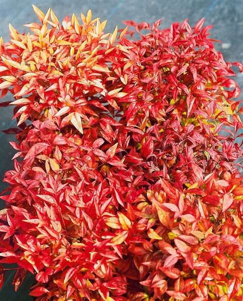 Nandina domestica 'Obsessed', Himmelsbambus, rotlaubig, 30–40 cm