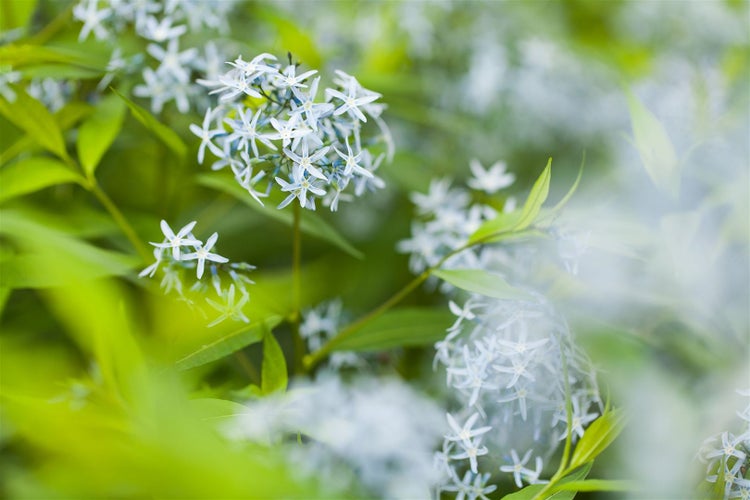 Amsonia tabernaemontana, Blaustern, ca. 9x9 cm Topf, blau blühend