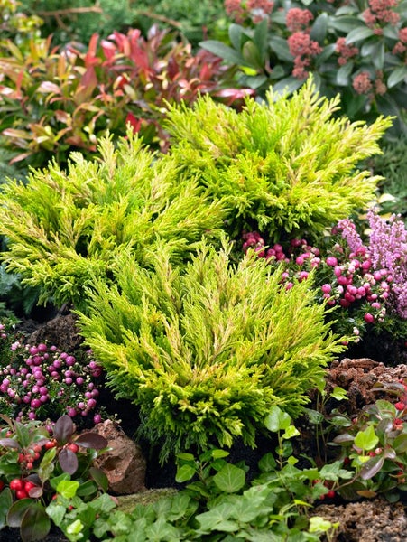Juniperus horizontalis 'Limeglow', Kriech-Wacholder, gelbgrün, 20–25 cm
