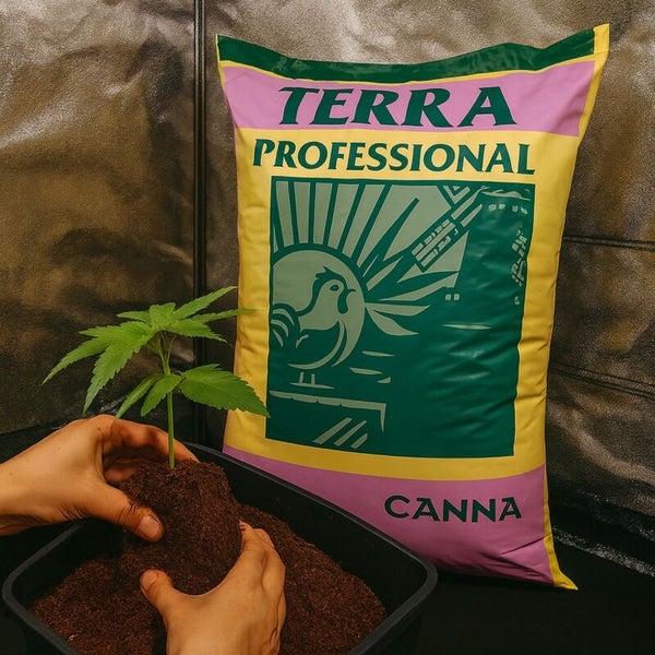 Sack Canna Terra Professional Erde neben Händen, die einen Setzling in einen Behälter in einem Zuchtzelt einpflanzen.