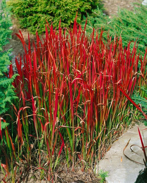 Imperata cylindrica 'Red Baron', Japanisches Blutgras, rot, 3-5 Liter Topf