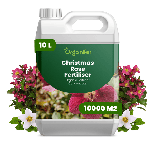 Organifer Christrosen-Dünger, 10 Liter organisches Düngerkonzentrat für circa 10000 Quadratmeter, Flüssigdünger für Helleborus.