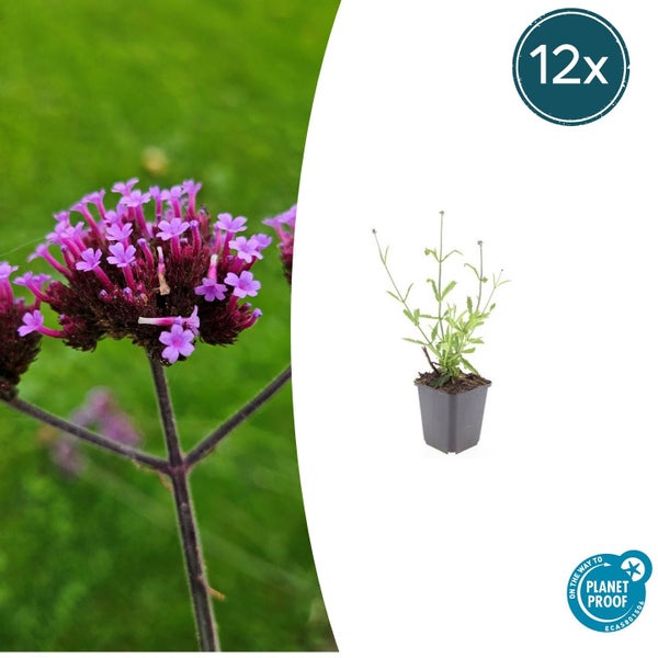 Verbena bonariensis Patagonisches Eisenkraut 12er-Pack, junge Pflanze im Topf und Nahaufnahme der Blüte, PlanetProof zertifiziert.