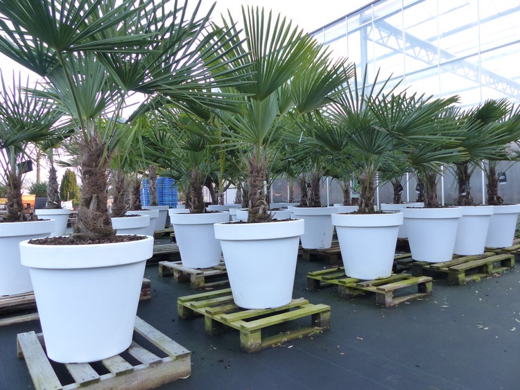 XXL Palme winterhart inkl. Pflanzkübel weiß, 160 - 190 cm Trachycarpus fortunei, Hanfpalme, Top-Qualität