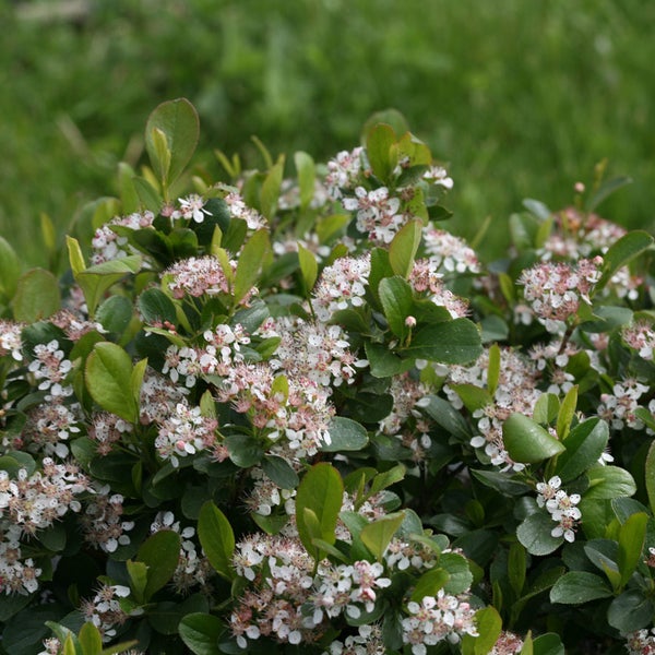 Blühende Aronia Pflanze im Garten