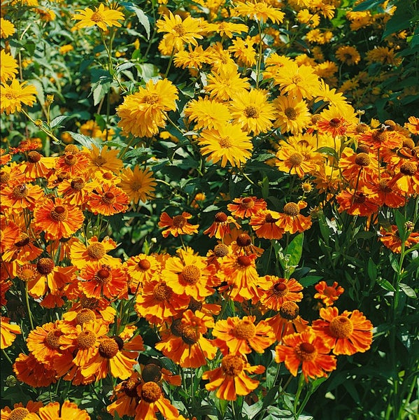 Helenium x cult.'Waltraud', Sonnenbraut, orange-gelb, ca. 11x11 cm Topf