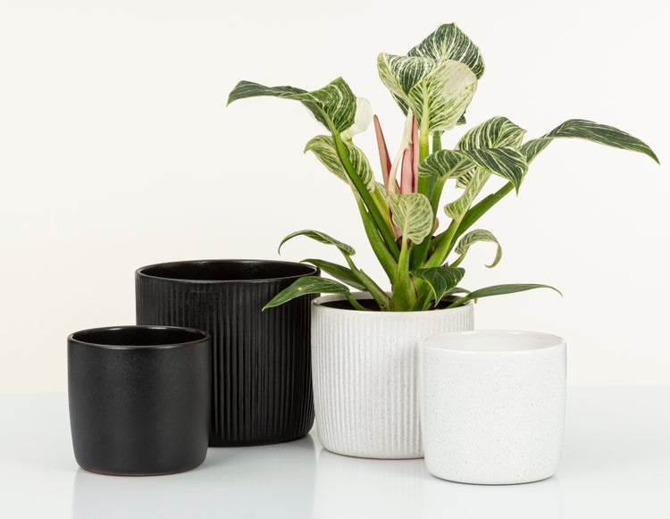 Scheurich Solido Linea, Blumentopf aus Keramik,  Farbe: Perla, 21,2 cm Durchmesser, 19,3 cm hoch, 5,6 l Vol.