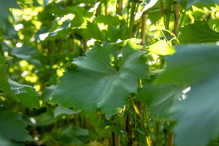 Vitis vinifera 'Bianca', Weinrebe, 80–100 cm