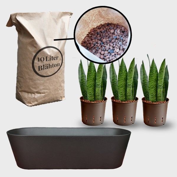 Pflanzset mit Pflanzgefäß, Blähton und Zimmerpflanzen