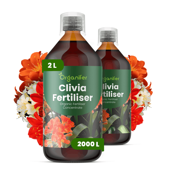 Zwei Flaschen Organifer Clivia Dünger, organisches Konzentrat, 2 Liter für 2000 Liter Gießwasser, Flüssigdünger für Clivien.