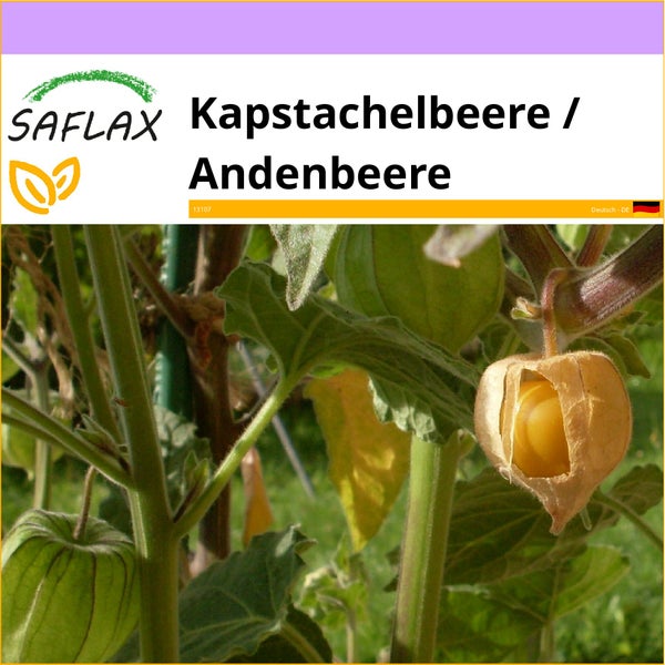 SAFLAX  - Kapstachelbeere / Andenbeere - Physalis peruviana - 100 Samen