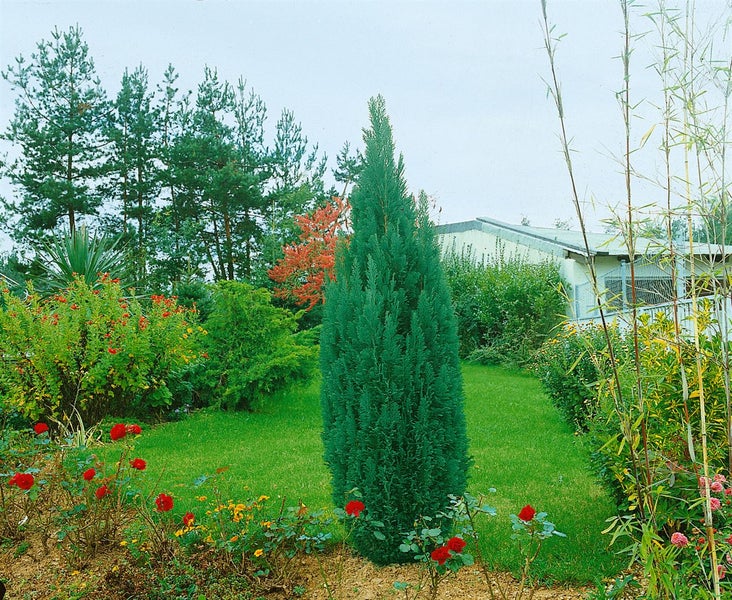 Gartenlandschaft mit Zypressenbaum, Blumen und Sträuchern.