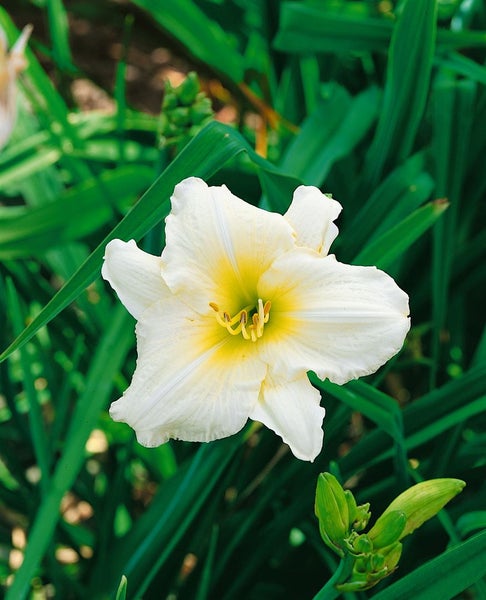 Hemerocallis x cult.'Joan Senior', Taglilie, cremeweiß, ca. 11x11 cm Topf