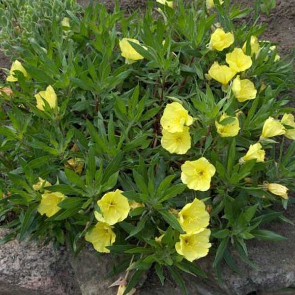 Nachtkerzengewächse mit Blüten und Blättern