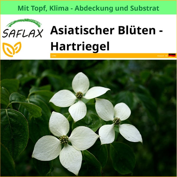 Asiatischer Blüten Hartriegel im Topf