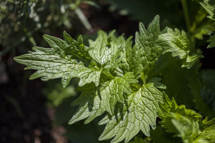 Valeriana officinalis, Baldrian, ca. 9x9 cm Topf