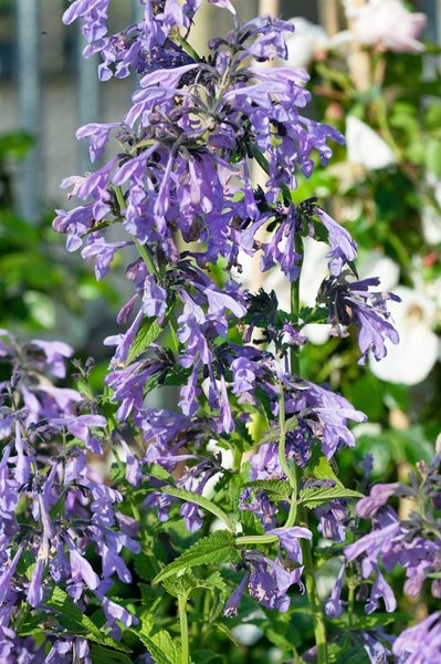 Nepeta sibirica, Katzenminze, blauviolett, ca. 9x9 cm Topf