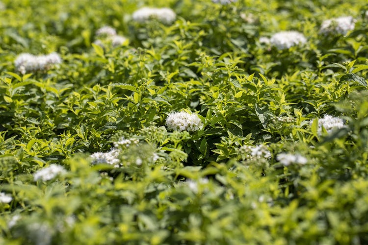 Spiraea japonica 'Albiflora', Japanische Spiere, weiß, 20–30 cm