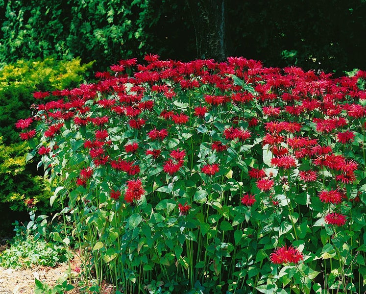 Monarda fistulosa 'Cambridge Scarlet', Indianernessel, rot, ca. 11x11 cm Topf