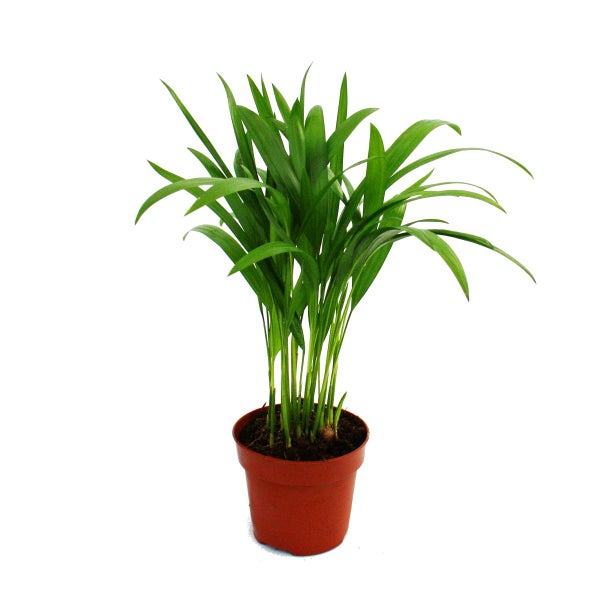 Exotenherz - Goldfruchtpalme - Areca - Dypsis lutescens -  1 Pflanze - pflegeleicht - luftreinigend - 12cm Topf