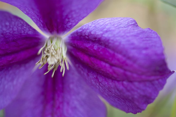 Clematis viticella 'Etoile Violette', Waldrebe, violett, 60–100 cm