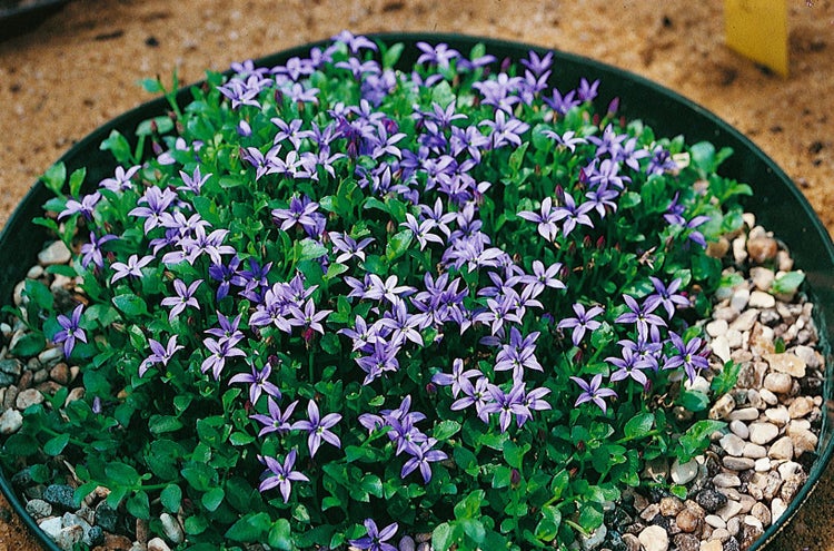 Pratia pedunculata 'County Park', blau, ca. 9x9 cm Topf