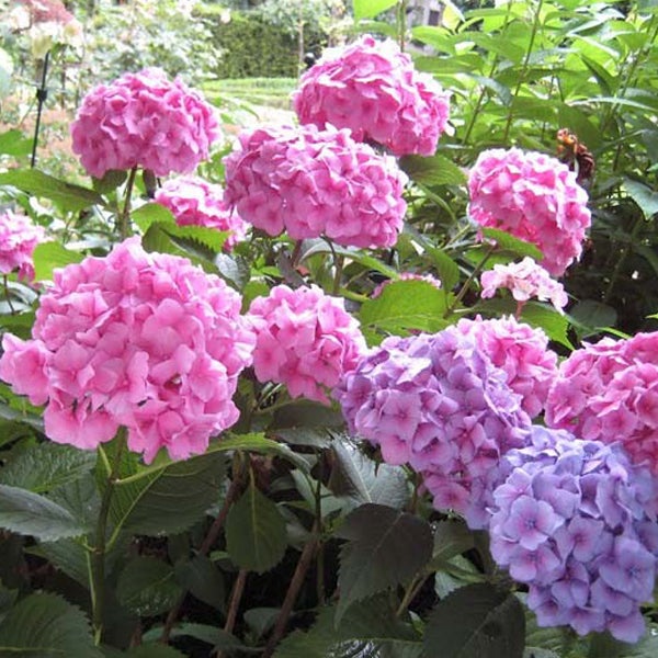 Nahaufnahme einer Gruppe rosa und lila Hortensien mit grünen Blättern im Garten.